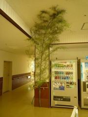 tanabata1.jpg