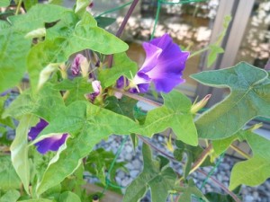 p1050405