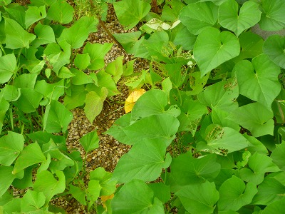 p1010488