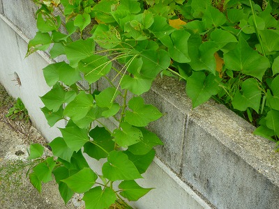 p1010489